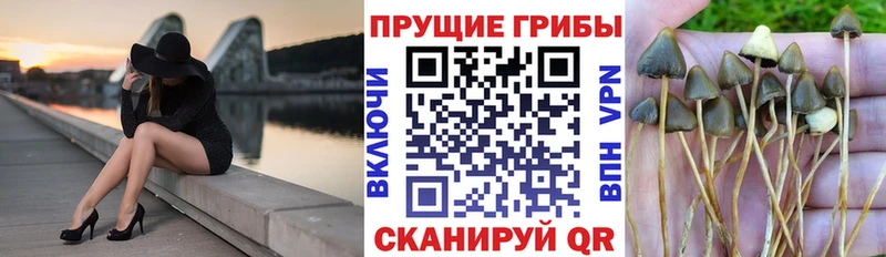 omg вход  Кизилюрт  Псилоцибиновые грибы MAGIC MUSHROOMS 